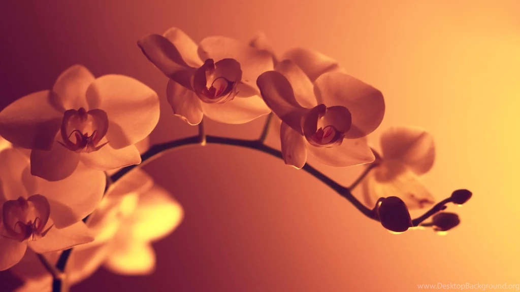 25 Free HD Flowers Wallpapers