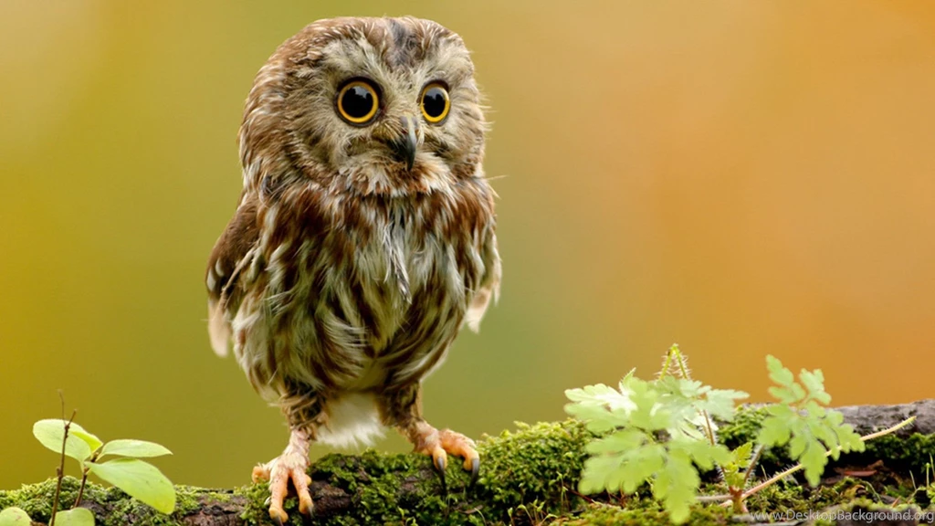 HD Quality Wild Owl Wallpapers HD 1 Desktop Backgrounds ...