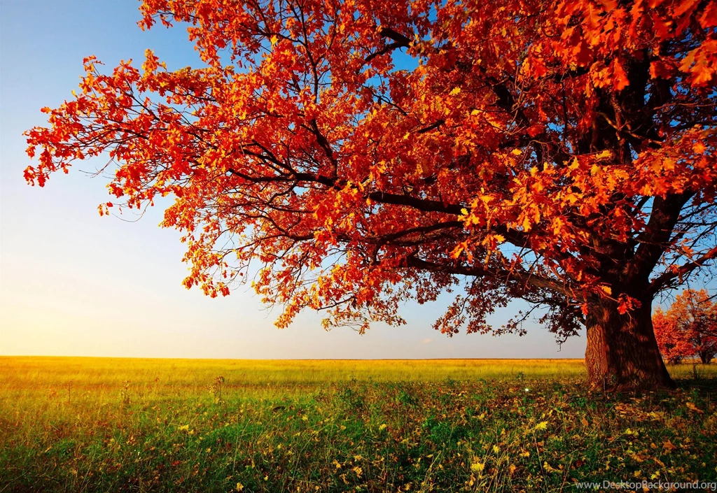 Free Nature Wallpapers With Autumn Trees And Straight Street