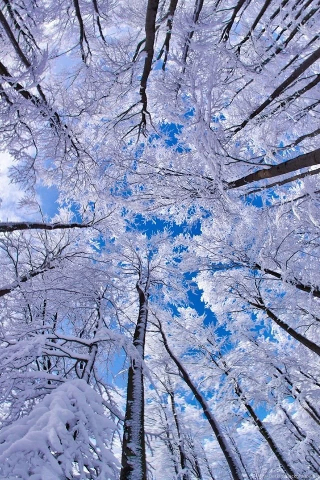 Winter Backgrounds Wallpapers