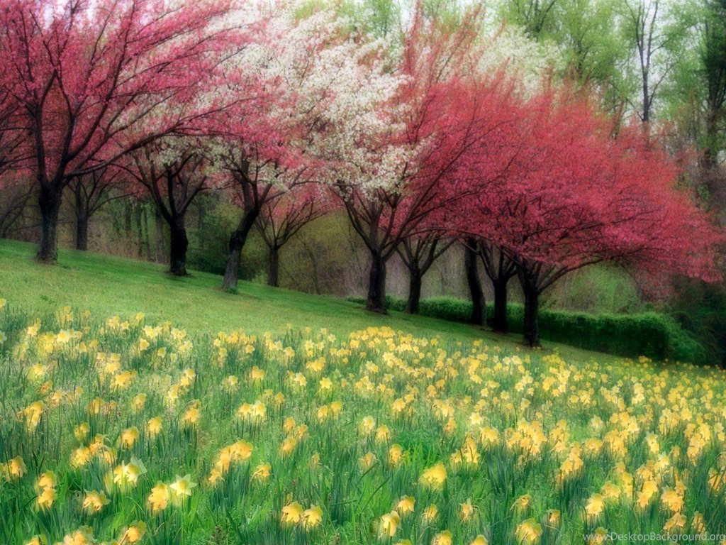 Spring Theme Wallpapers 28455 Hd Desktop Backgrounds And Widescreen ...