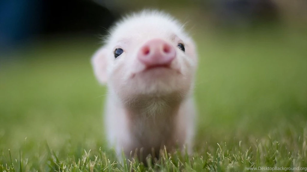 24 Pig HD Wallpapers