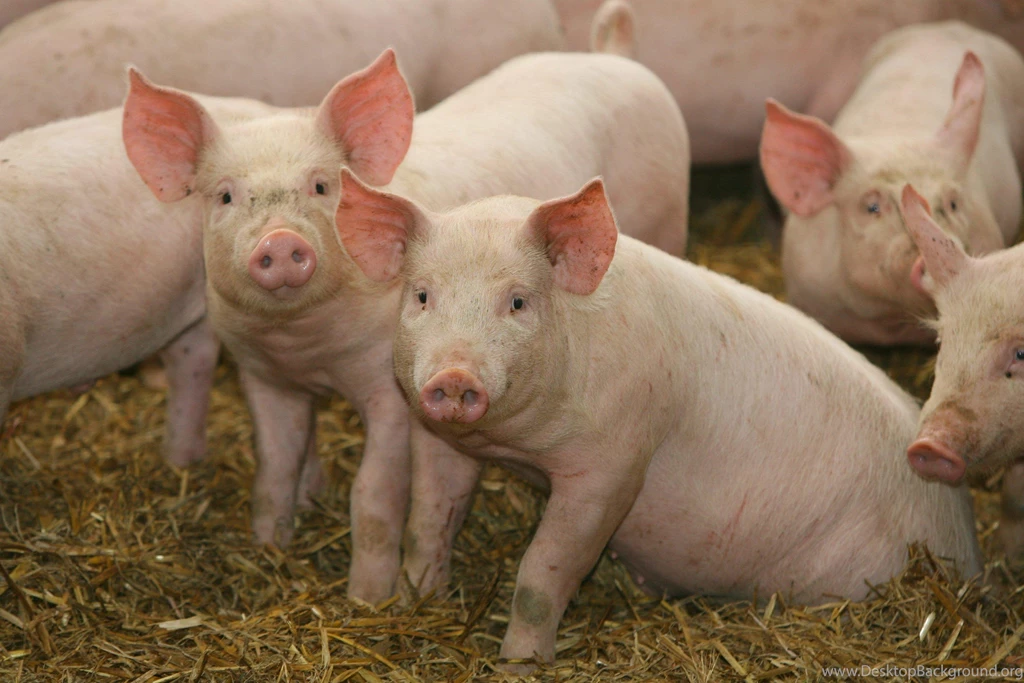 Teacup Pig Wallpapers HD Resolution