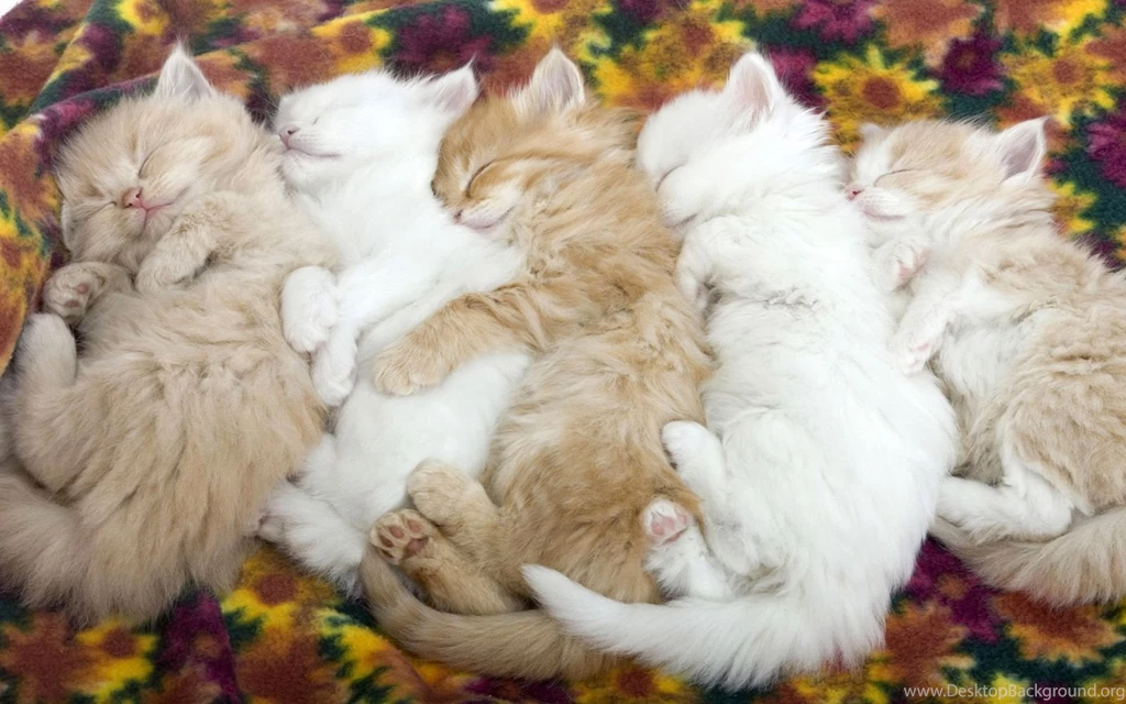 Cute Sleeping Kittens Wallpapers 7039860 PowerballForLife