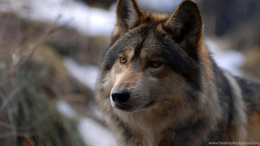Desktop mexican wolf wallpaper.jpg