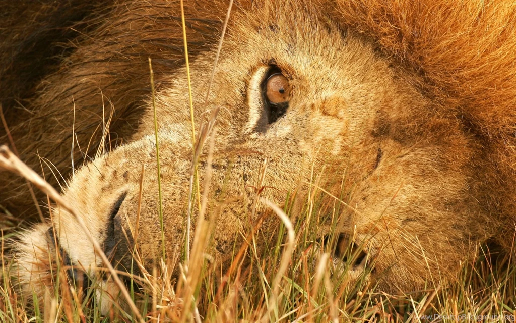 The Eye Of Lion Wallpapers