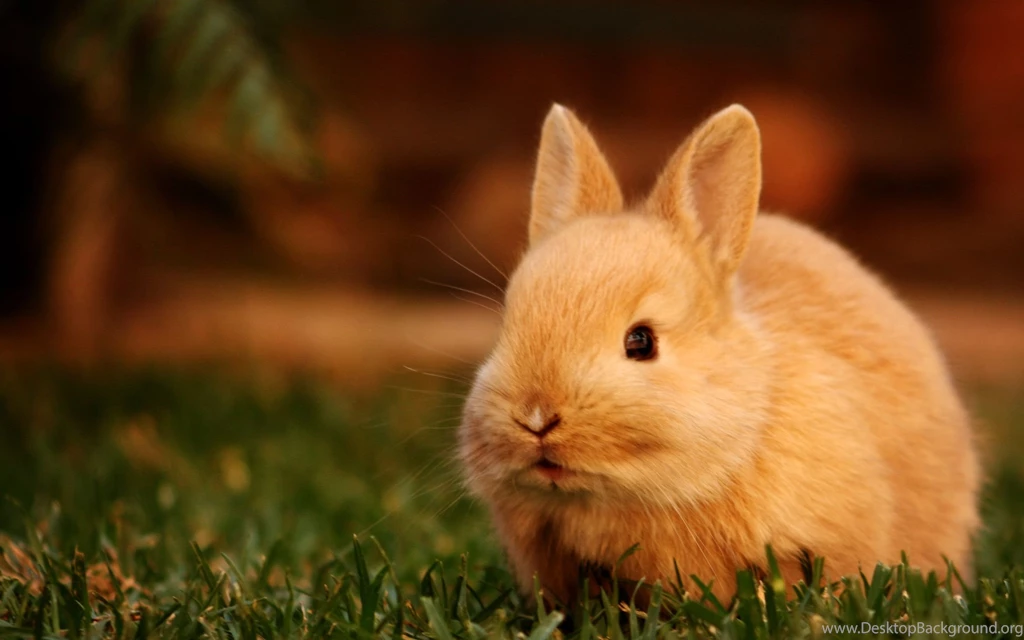 207 Rabbit HD Wallpapers