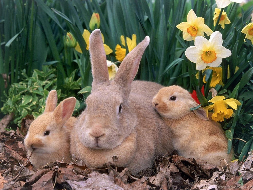 207 Rabbit HD Wallpapers