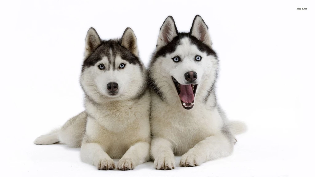 Husky Puppies Wallpapers Animal Wallpapers