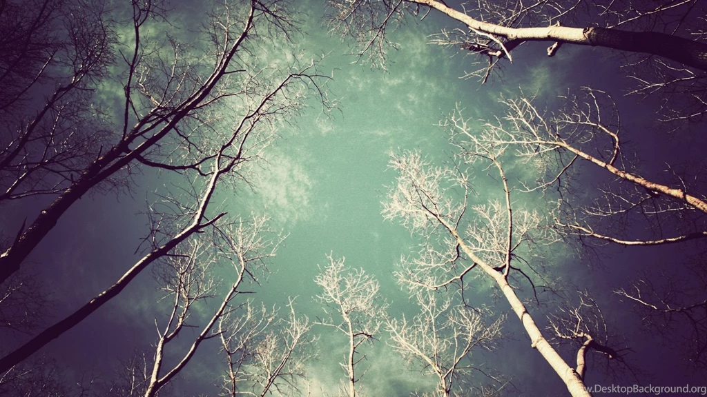 Download Wallpapers 1920x1080 Trees, Naked, Kroner, Light, From ...
