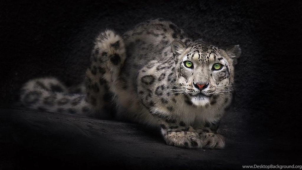 Snow Leopard With Dark Backgrounds Wallpapers Free Snow Leopard With ...