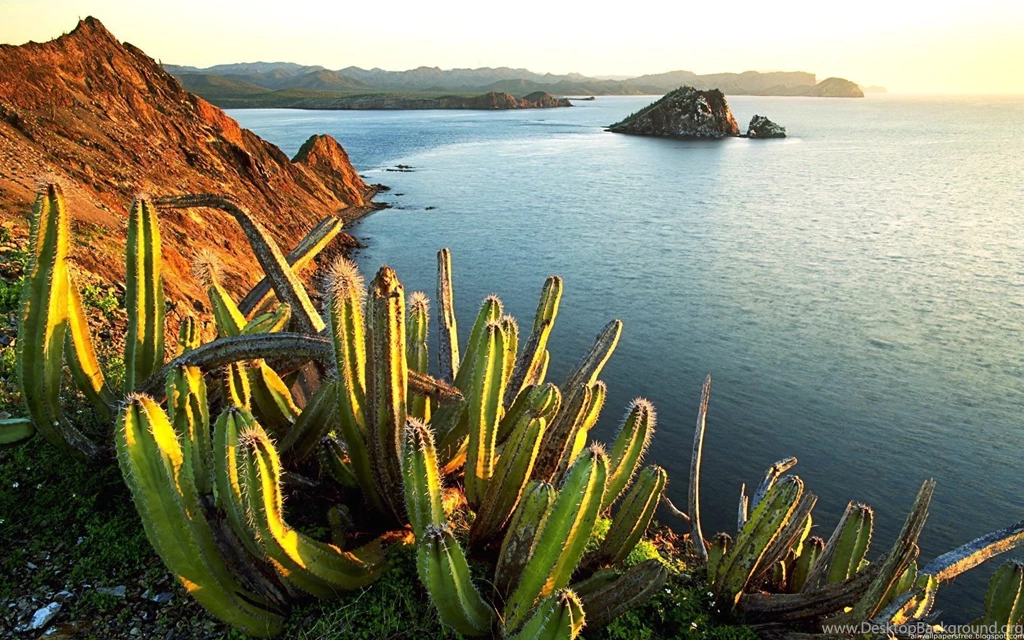 Cactus Wallpapers HD