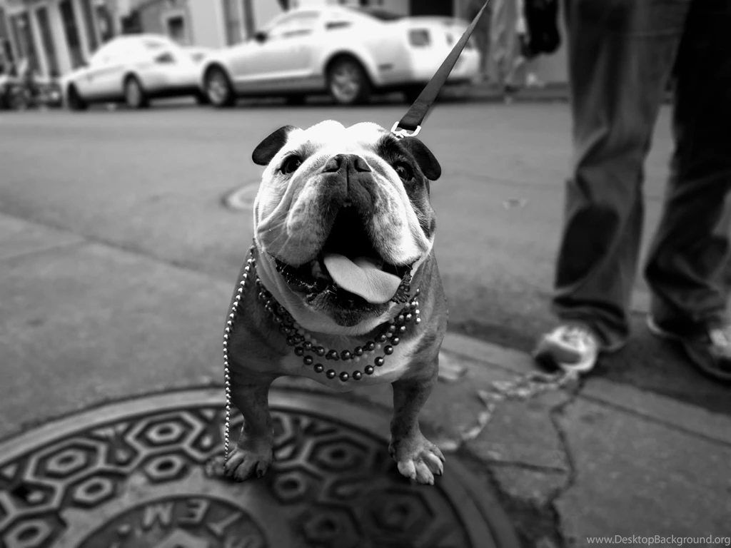 Bulldog Wallpapers Hd Wallpapers Page 0