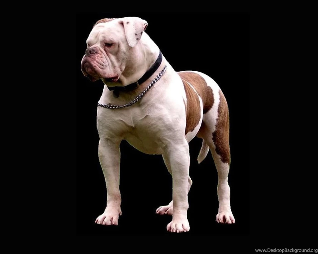 American Bulldog Wallpapers , New Wallpapers, New Wallpapers