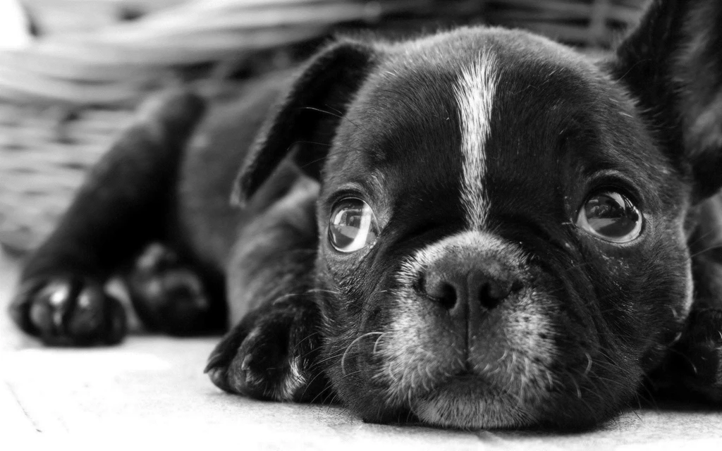 Black French Bulldog Wallpaper.