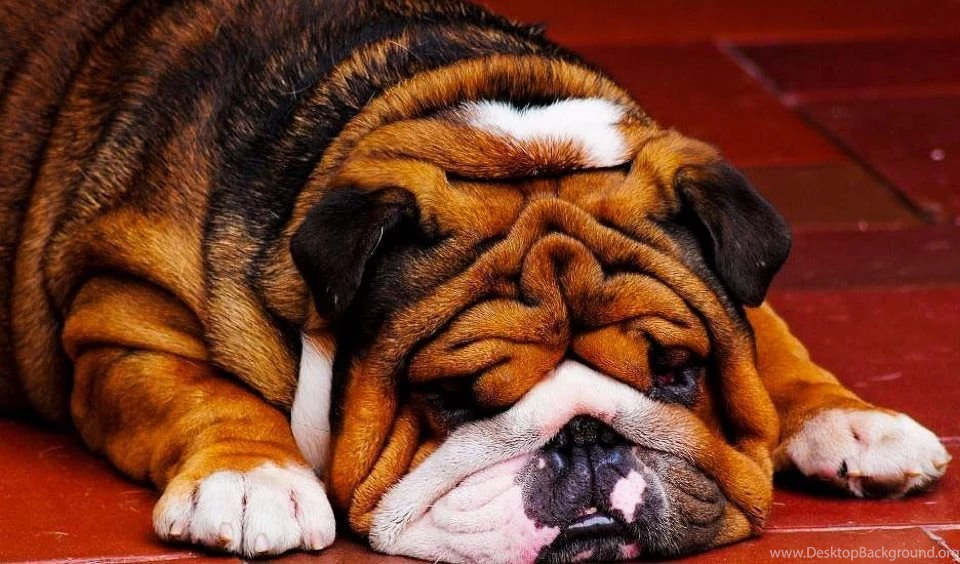 HD English Bulldog Wallpapers