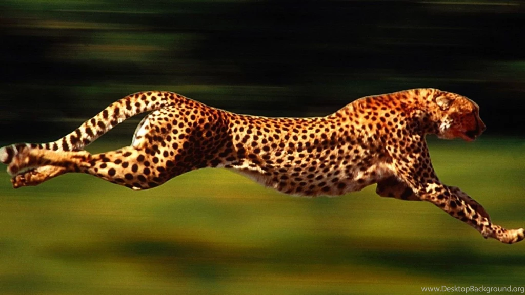 Cheetah, Running, Speed, Animal