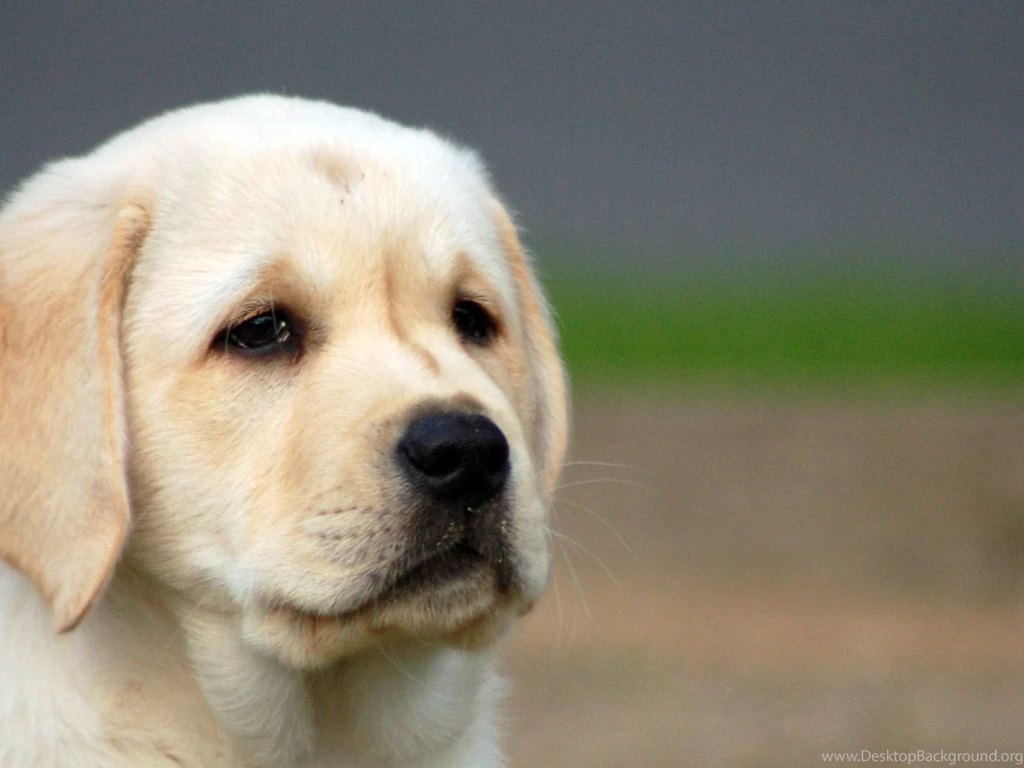Labrador Puppies Wallpapers Hd Wallpapers Base PowerballForLife