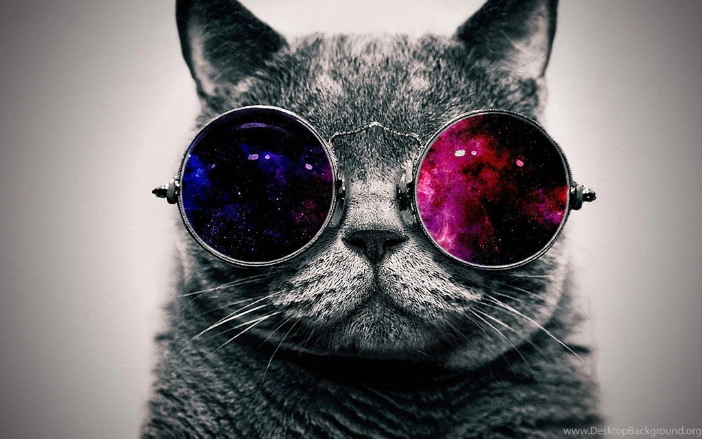 Download Cool Cat Wallpapers