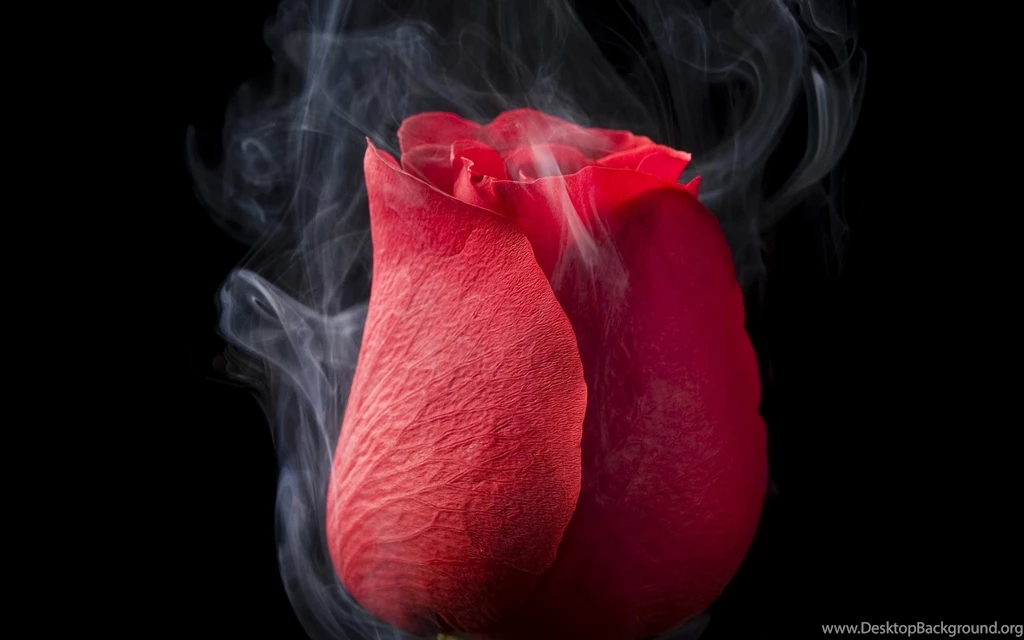 Rose Smoking Wallpapers