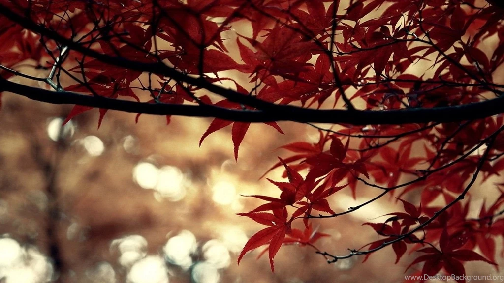 Autumn Beautiful Computer Desktop Wallpapers 47873 Autumn Theme ...