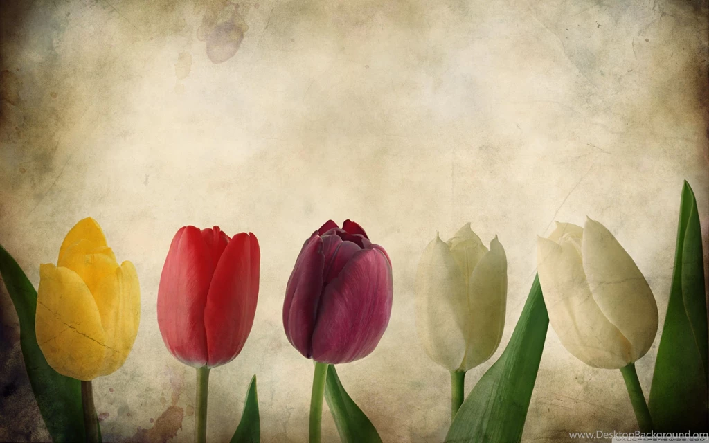 Download 20+ Free Vintage Photography Desktop Wallpapers