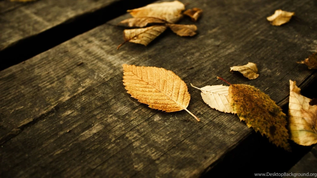 Free Autumn Tree Leaves Pictures Wallpapers Wallpapers HD ...