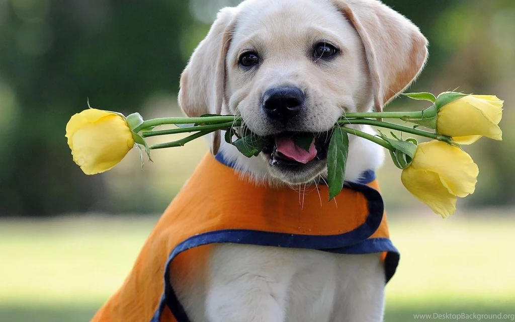 HD Dogs Wallpapers And Photos