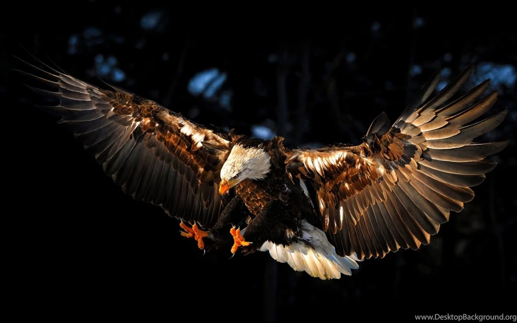 Flying Eagle HD Wallpapers, Flying Eagle Pictures, New Wallpapers
