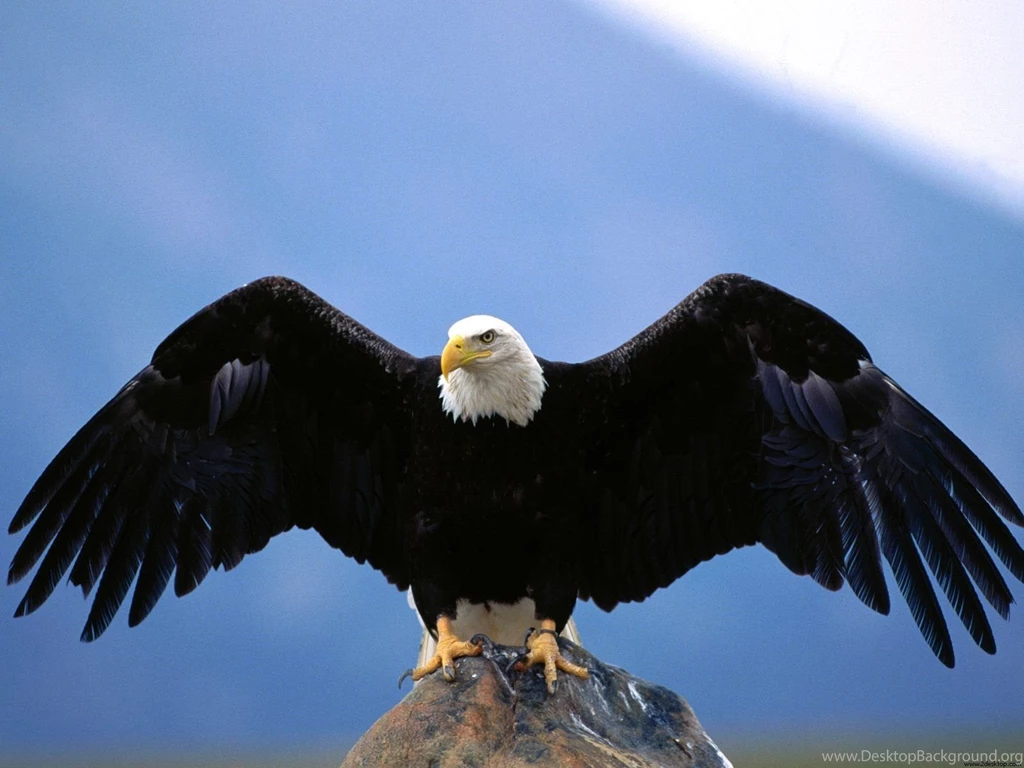 High Definition Eagle Wallpapers For Free Download