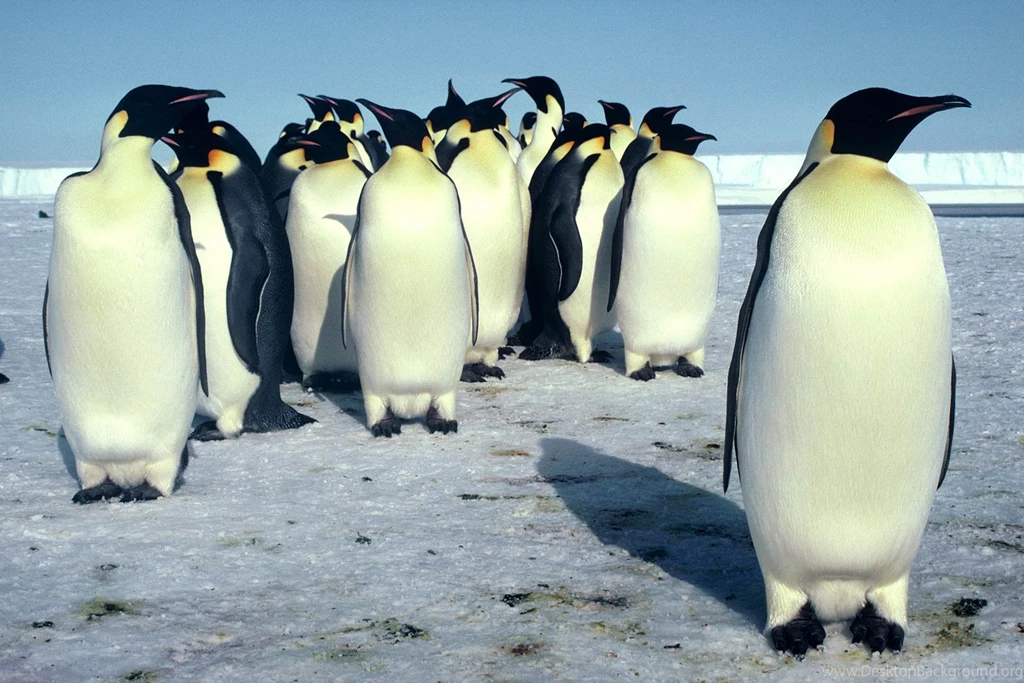 Emperor Penguin Desktop And Mobile Wallpapers Animals Town