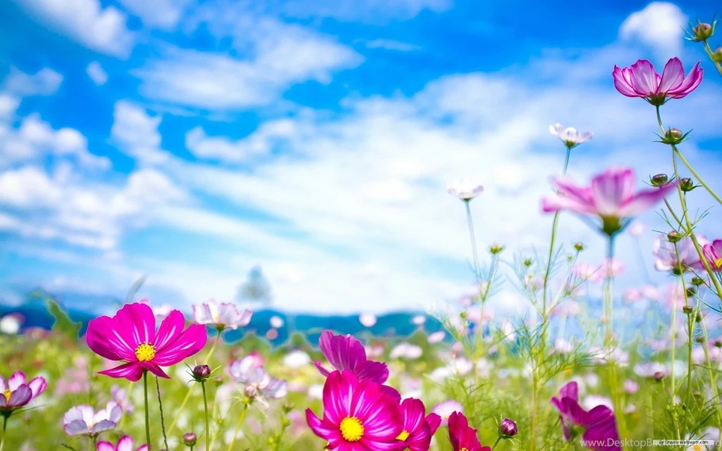 Spring Flower Wallpaper Backgrounds
