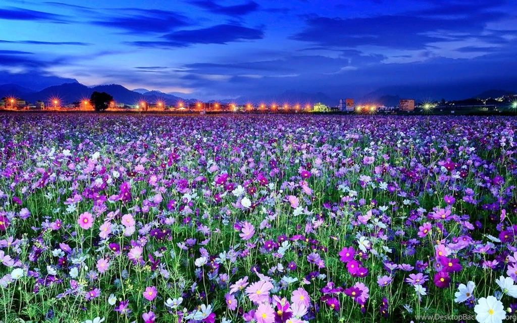 Spring Flowers Flowers Wallpapers (31493902) Fanpop