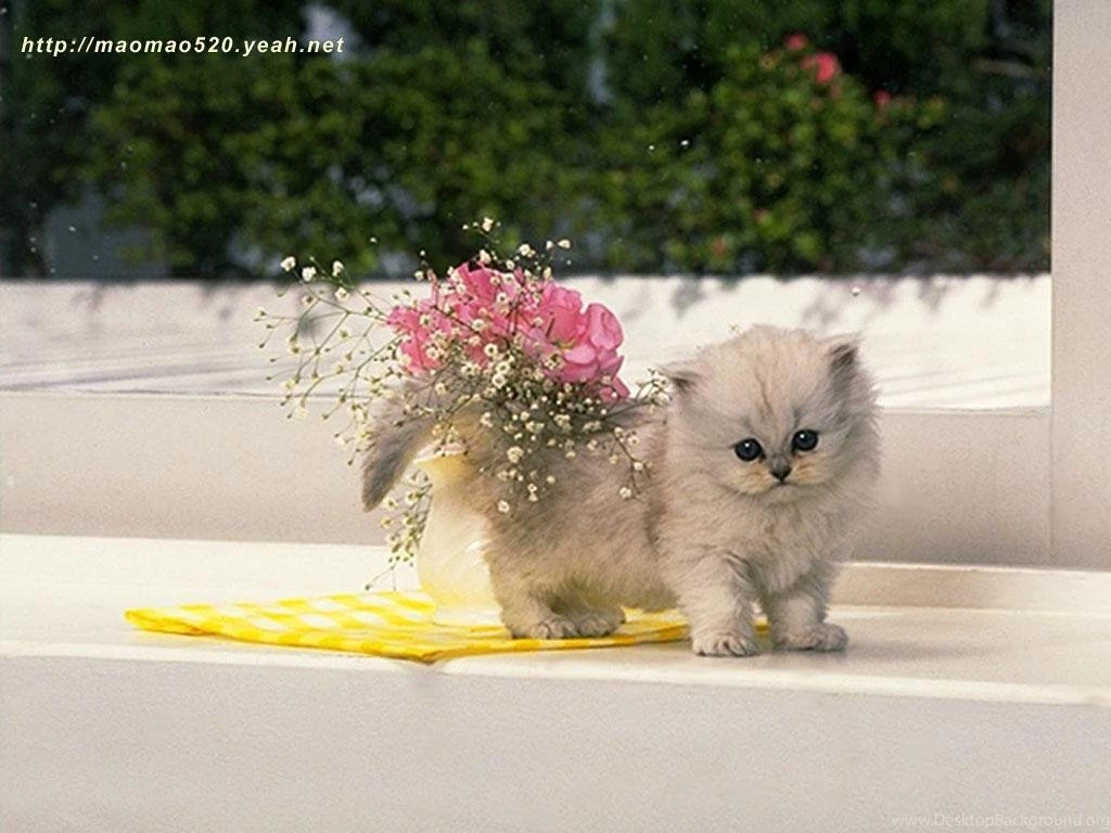 Cute Kitten Wallpapers Kittens Wallpapers (13939019) Fanpop