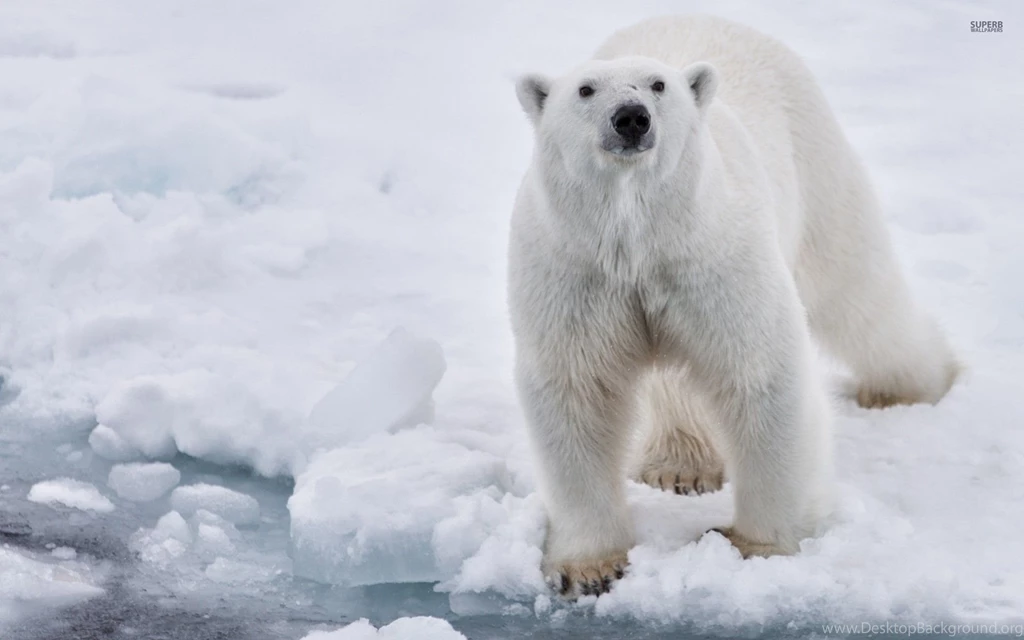 Polar bear 33421 1920x1200.jpg