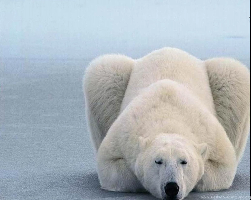 311 Polar Bear HD Wallpapers