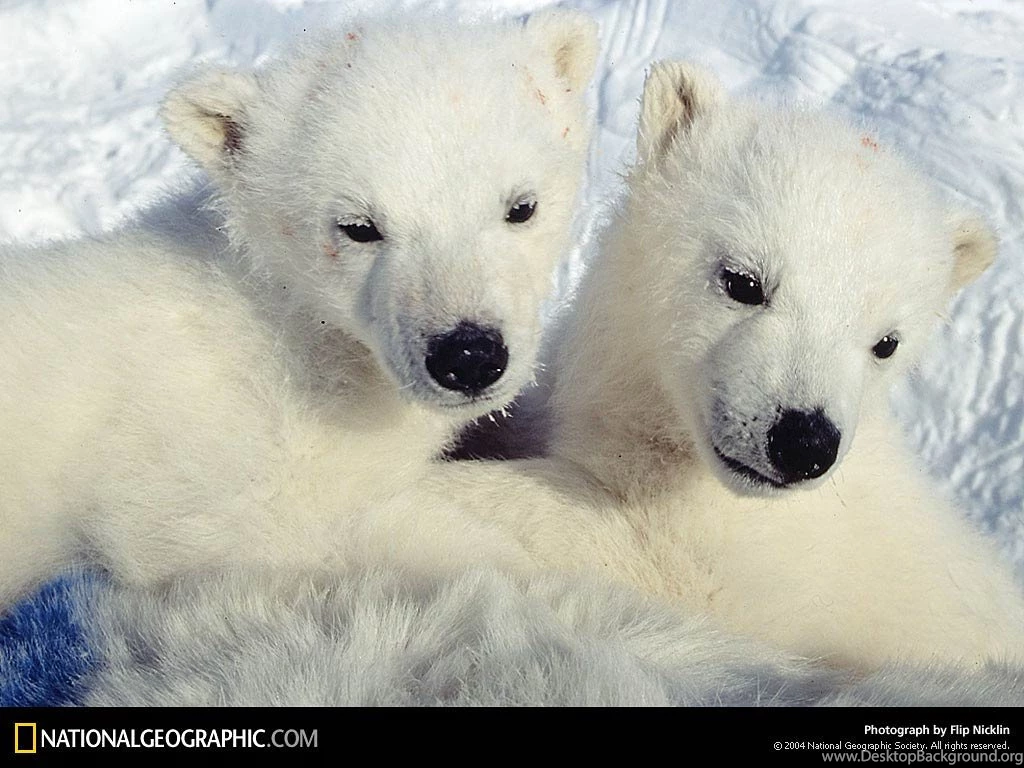 Polar Bear Wallpapers And Backgrounds Animals Town