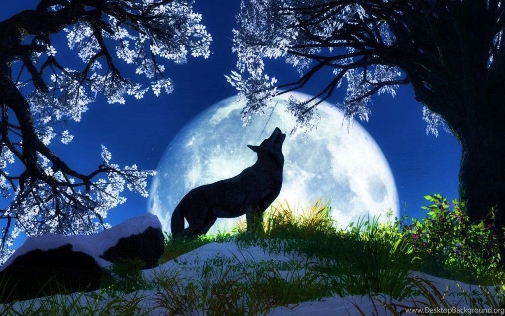 Cool Animal Hd Wallpapers