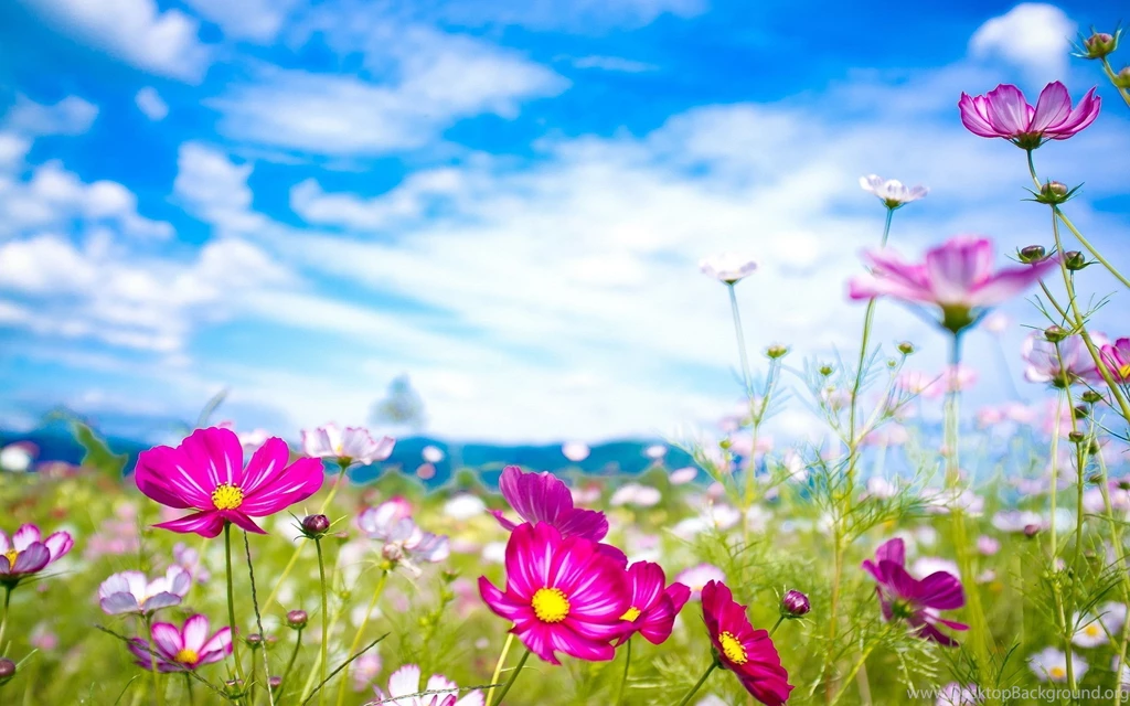 Pink Flowers Summer HD Wallpapers Pink Flowers Summer Nature ...