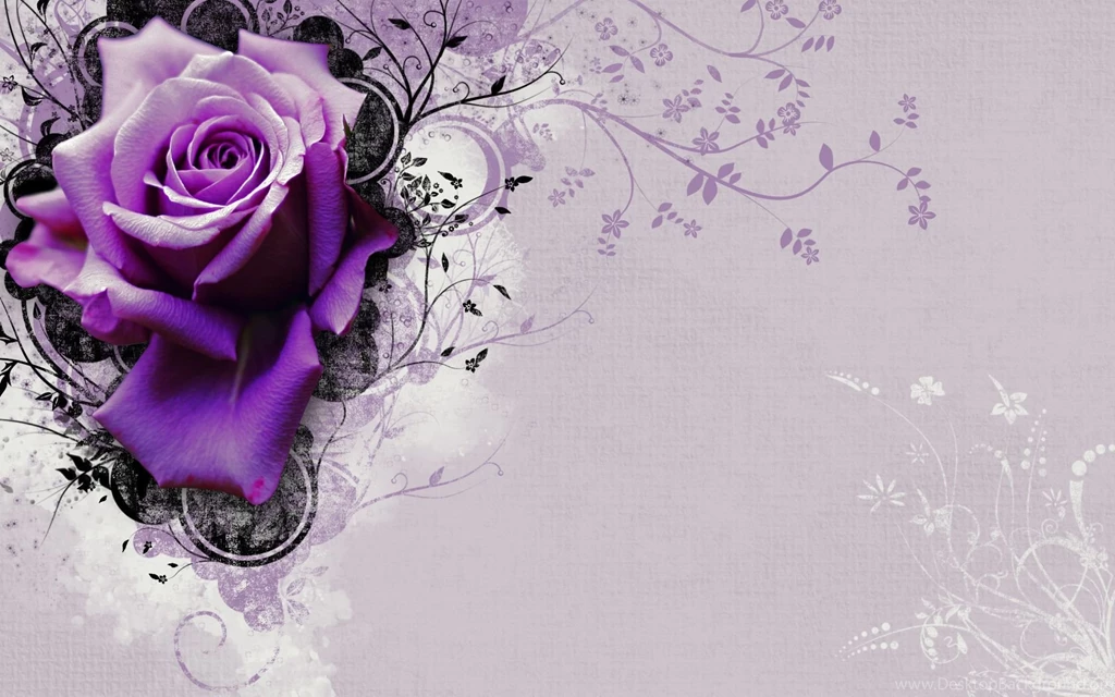 Vector Rose Flower Hd Wallpapers