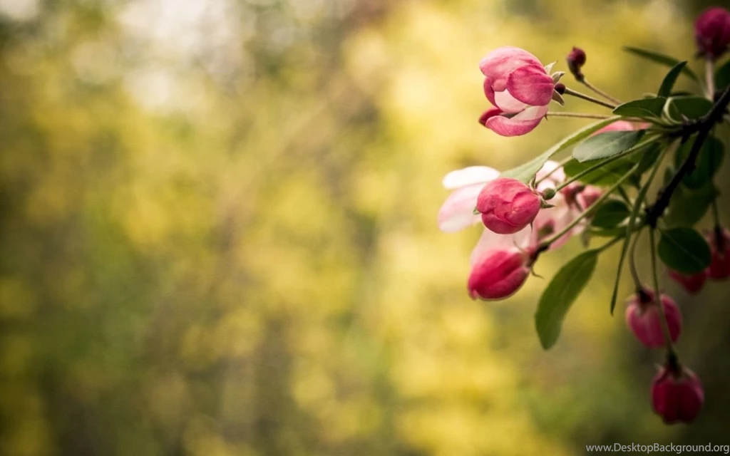 Flowers HD Wallpapers