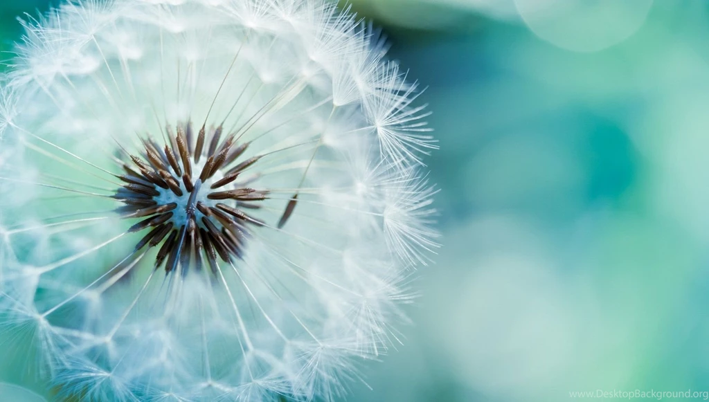 Dandelion Flowers Wallpapers HD Pictures