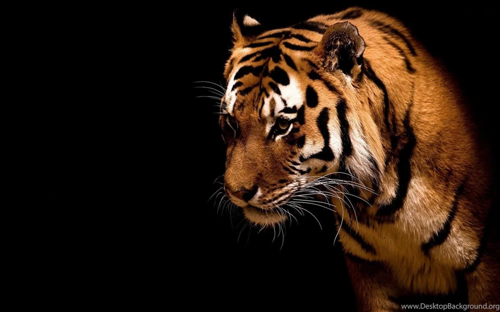Hd Wallpapers 1440×900