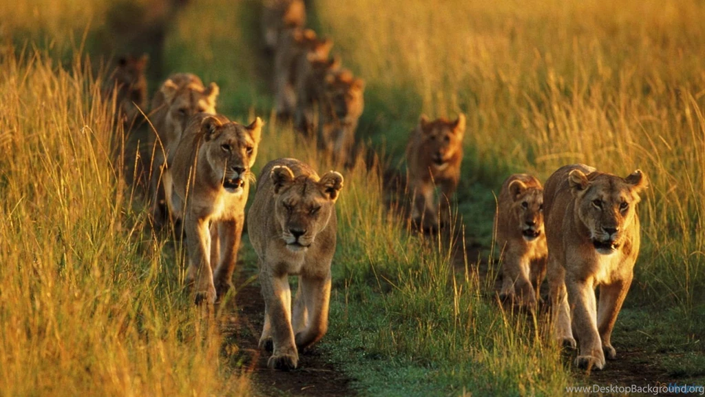 Lions Widescreen Desktop Wallpapers Wallpaperss HD
