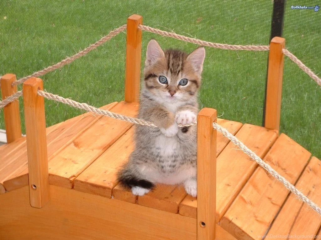 Cute Kitten Desktop Backgrounds