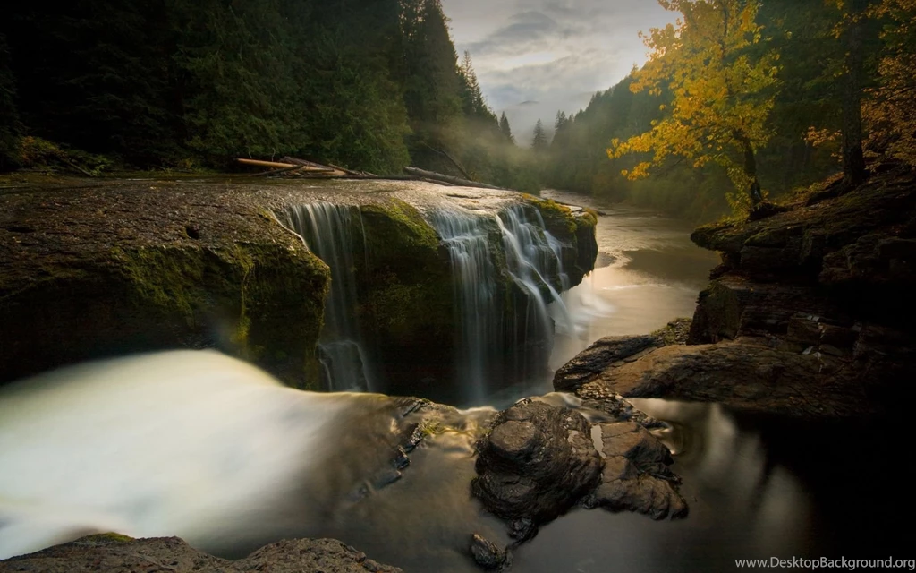 Hd Forest Wallpapers 22083