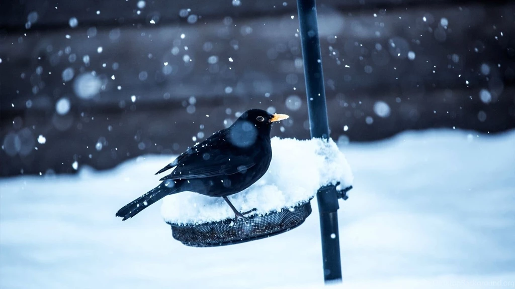 Download Wallpapers 1920x1080 Birds, Crow, Snow, Winter Full HD ...