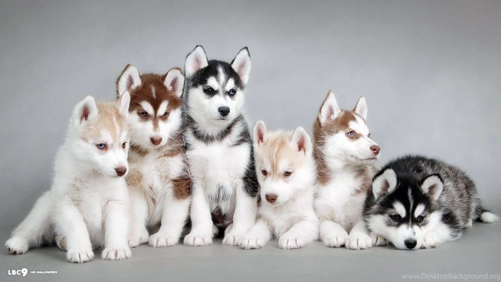 Siberian Husky Dogs Desktop Pictures One Hd Wallpapers Pictures ...