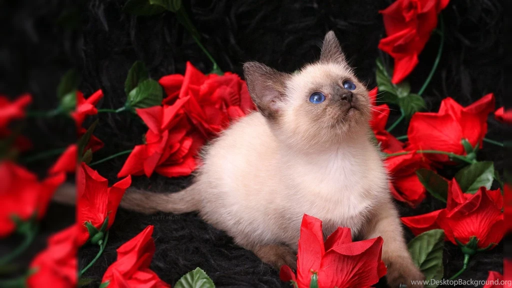 1920x1080 Red Rose Desktop Wallpapers 830775508 1938846
