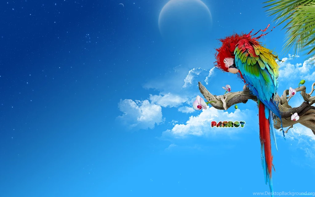 Full HD Wallpapers + Animals, Birds, Clouds, Palm Leafs, Parrots ...
